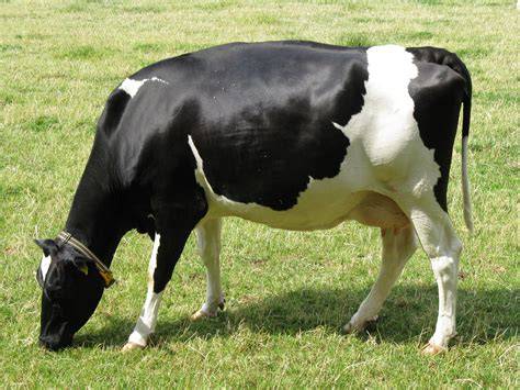 beef